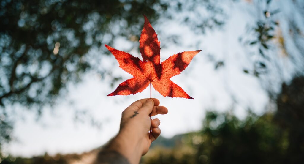 Hand holding up a red maple leaf. 